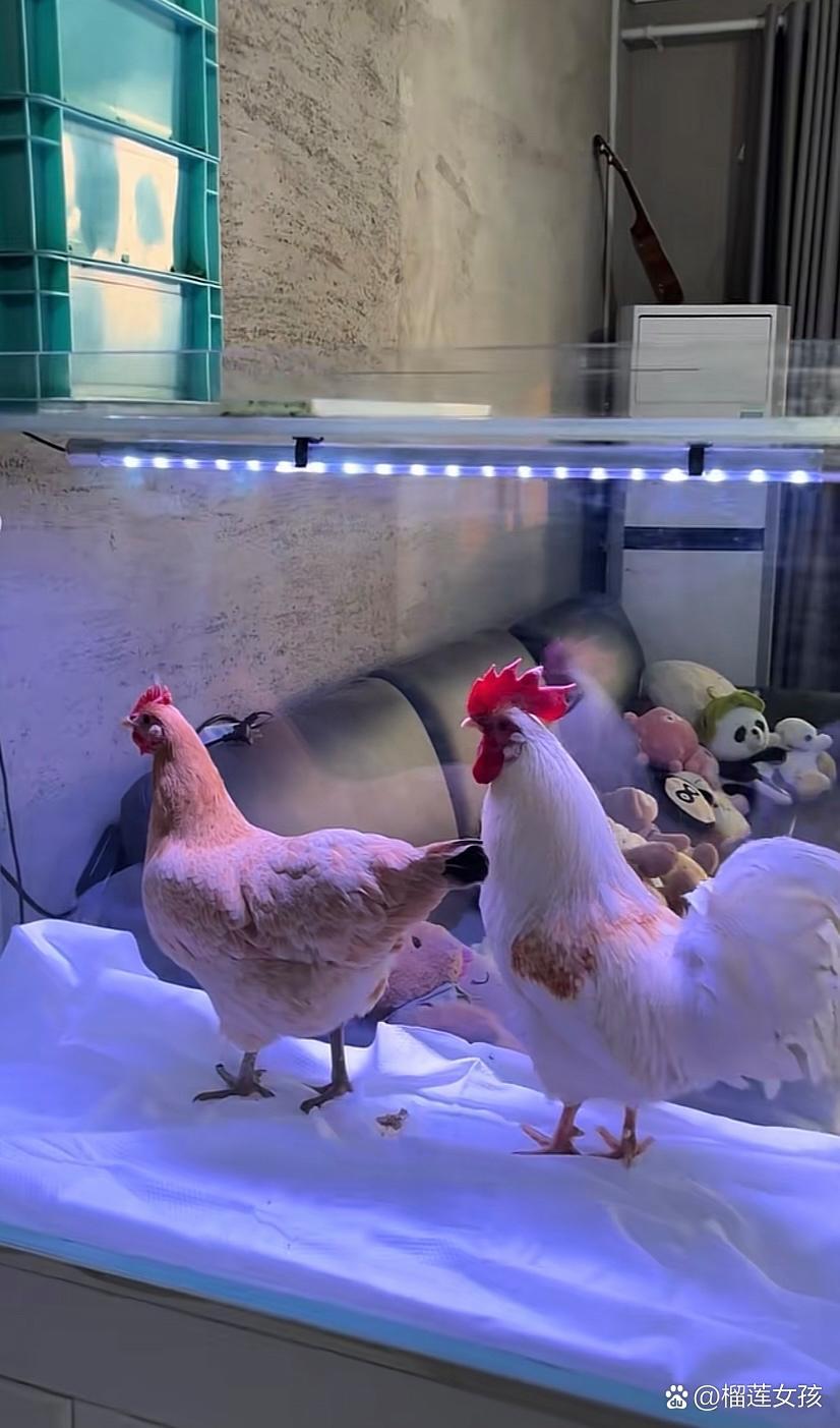爱干净的人养鸡都能那么干净