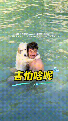 看完这段画面，真是刷新了我对小狗的认知。很多人第一眼会以为，这只小金毛是害怕湖