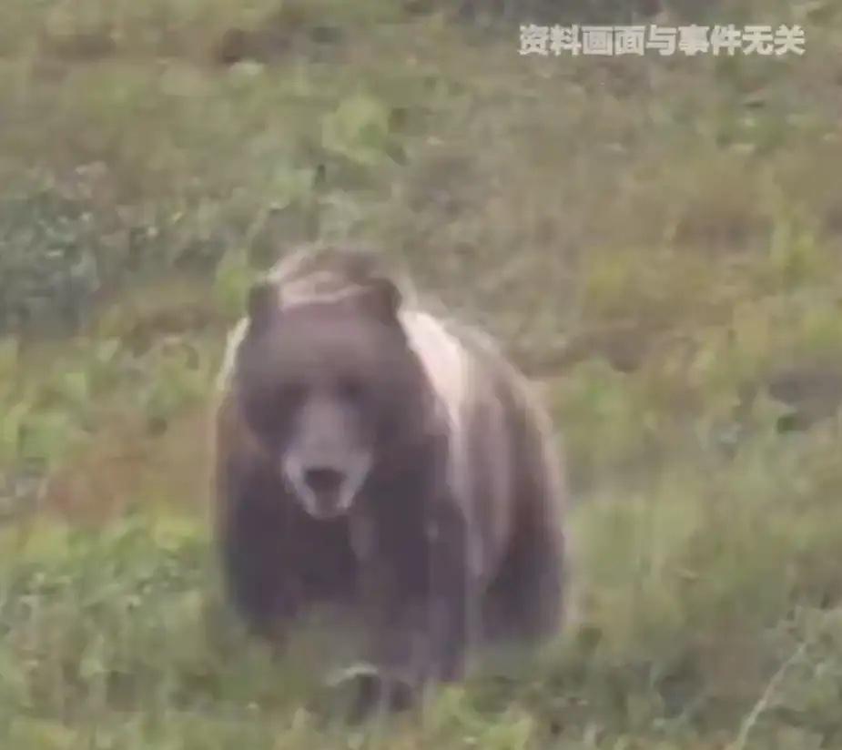 生死瞬间，她靠装死逃过一劫。甘肃一名22岁孕妇野外放牧时，被黑熊偷袭咬伤头部