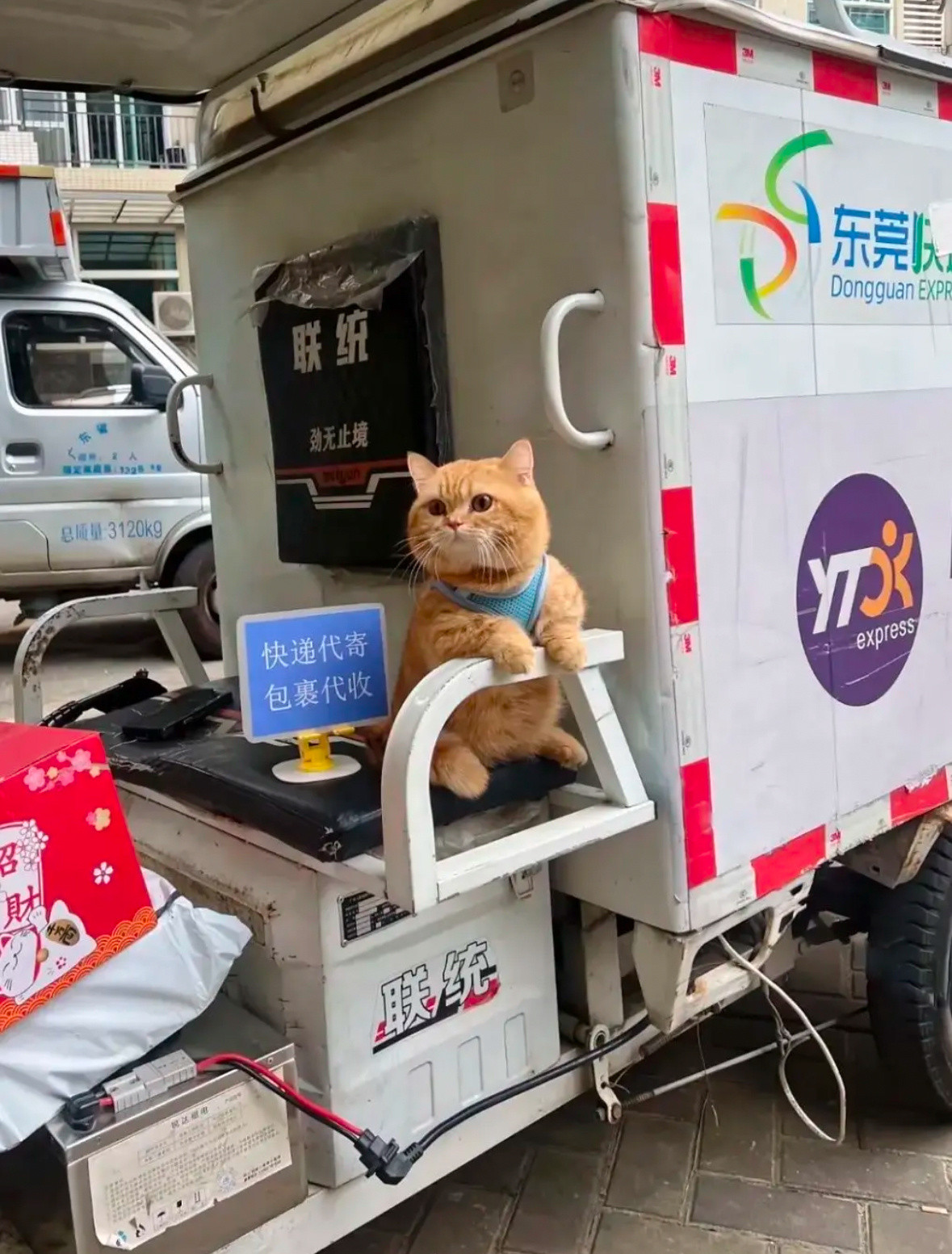 把自己寄过来的小猫咪​​​