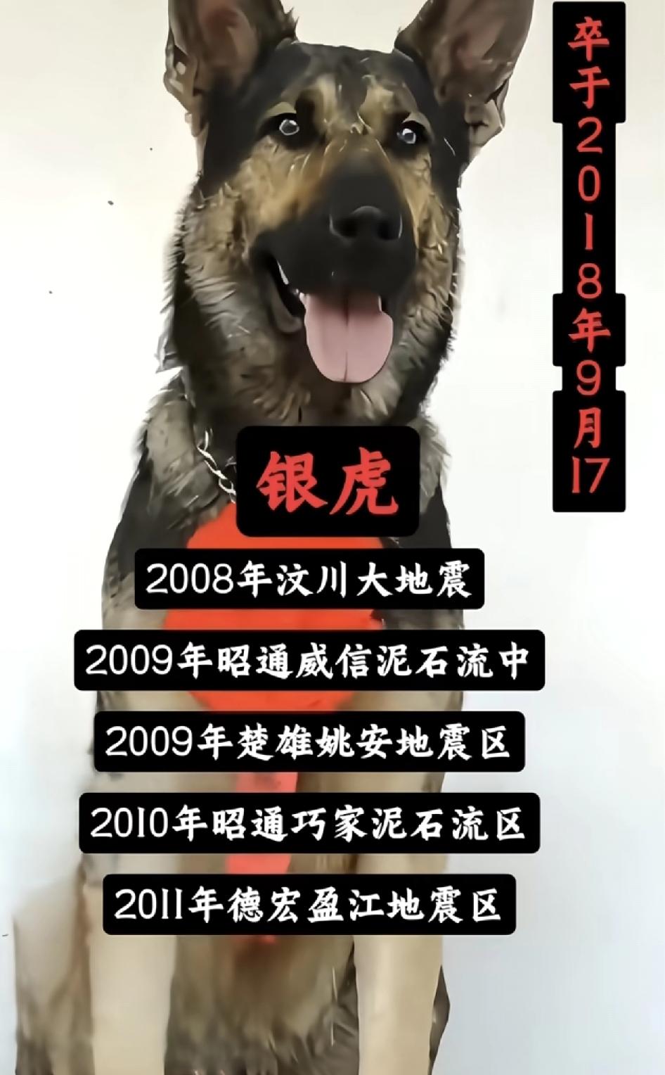 还有多少人记得它们，汶川地震中67只搜救犬全部离世，它们不该被遗忘。2008