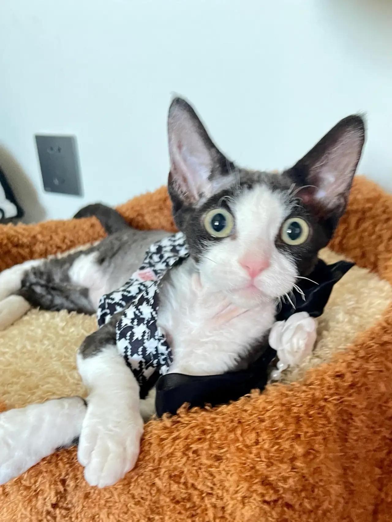 养猫养的都快精神病了？出门前得跟它打个招呼，买菜也要报备。上班前也得跟它说一声，