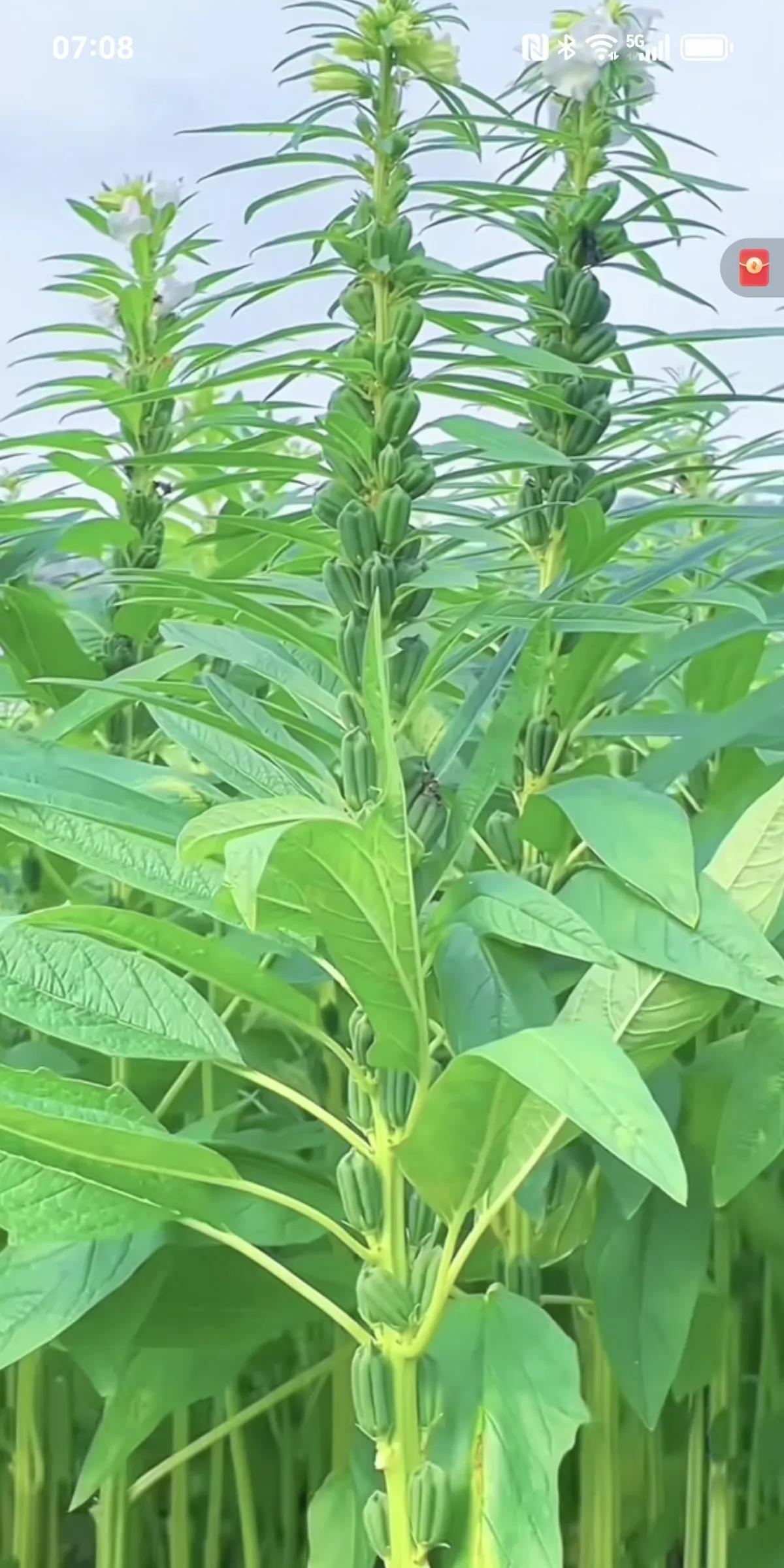 补发养老金，广东走在了全国的后面了。谁叫你社保才买15年呢？说起来有点
