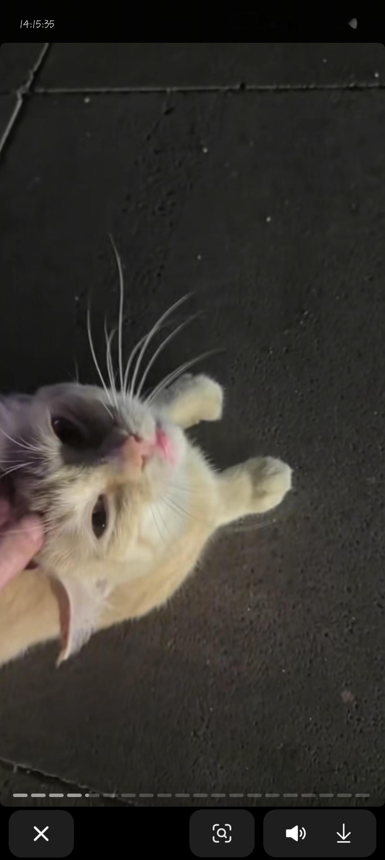 “这只小猫咪没有晕倒”🥲​​​