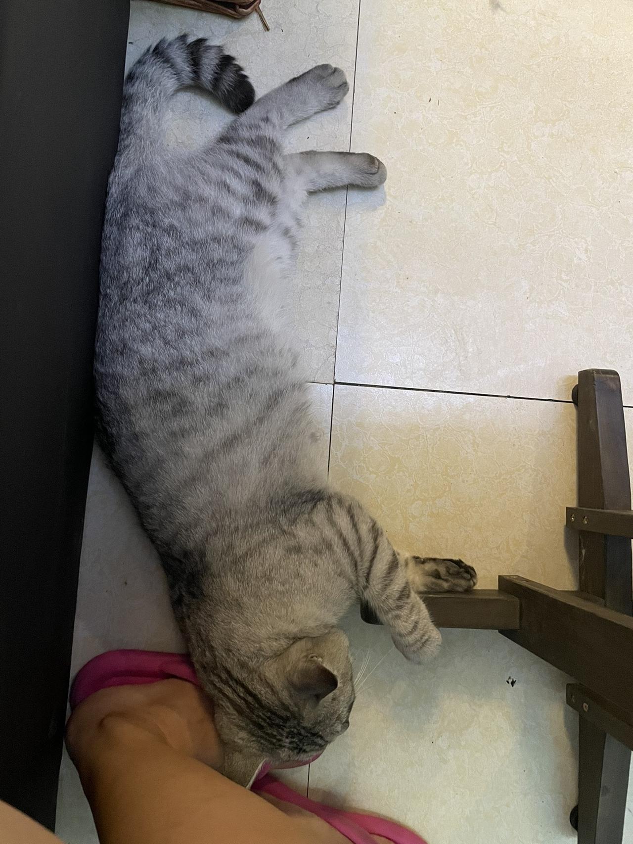第一次进村口喝咖啡店主小姐姐是老乡她家的猫猫简直太可爱了咖啡也挺好喝的希