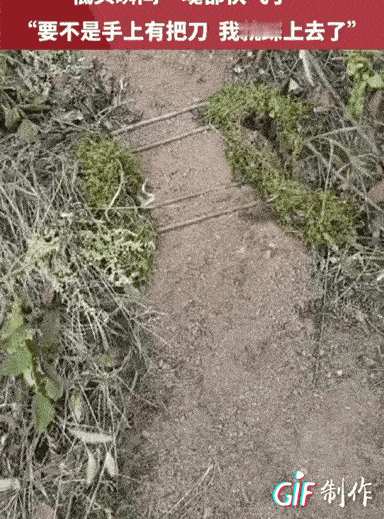 吓出冷汗！女子上山打板栗，山路上摆着整整齐齐的4根小枯枝。女子觉得不对劲，拿起弯