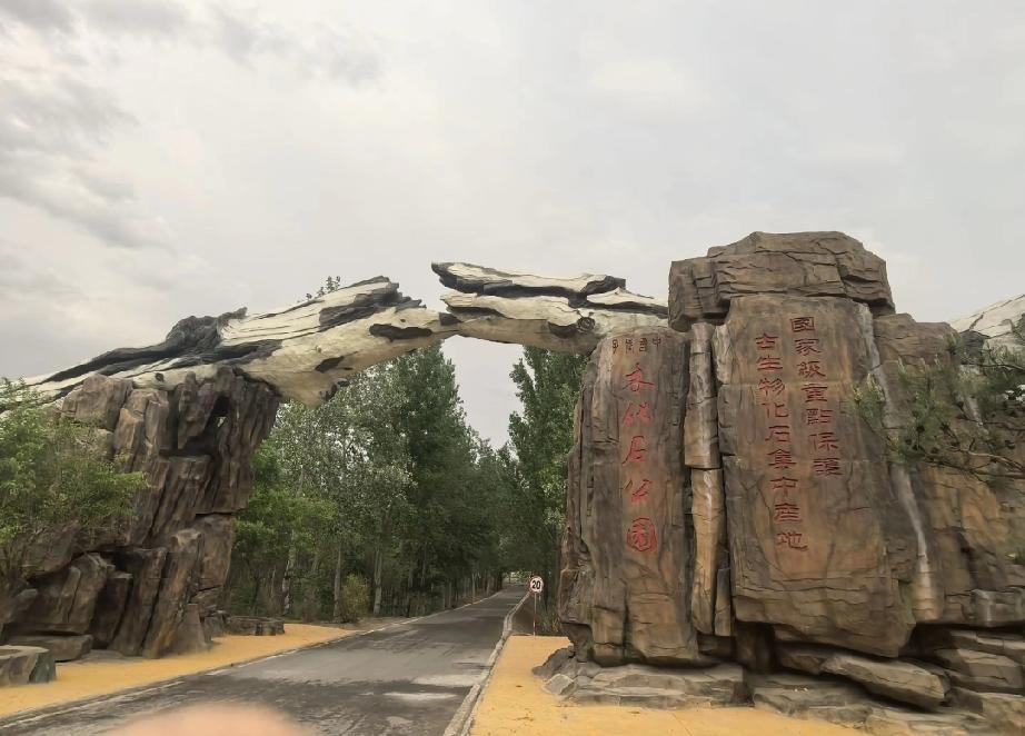 2.9亿年“石中巨树”！山西工地挖出国家一级保护木化石，见证史前雨林密码