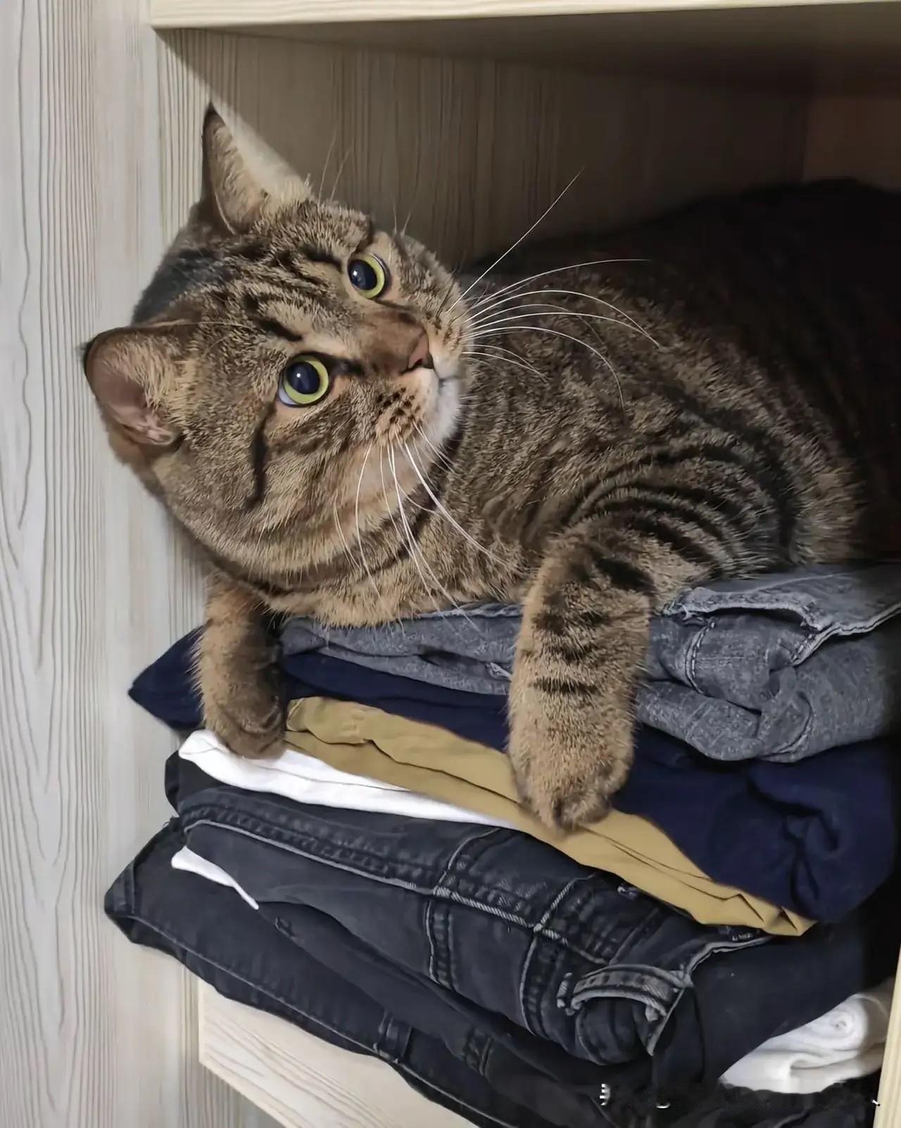 儿子把他家那只不起眼的小猫送我这寄养几天，还塞了500块钱。我嫌它掉毛，随手就把