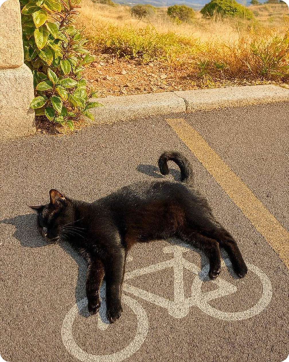 🐱🚲🚲​​​