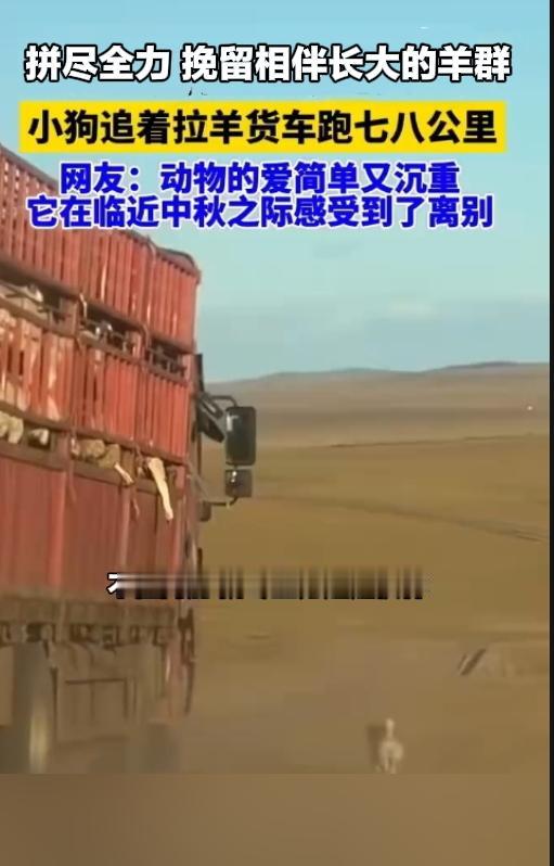 破防了！草原小狗追车七八公里，拼命挽留相伴多年的羊群。近日，内蒙古呼伦贝尔