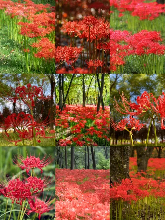西安浐灞湿地公园彼岸花……封神了！！！