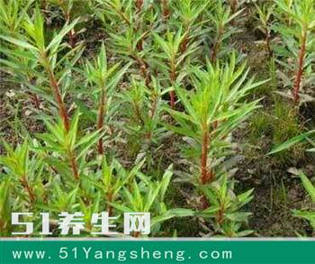 这野草被称为“神仙草”, 除湿止痛, 醉者喝一杯立马醒酒