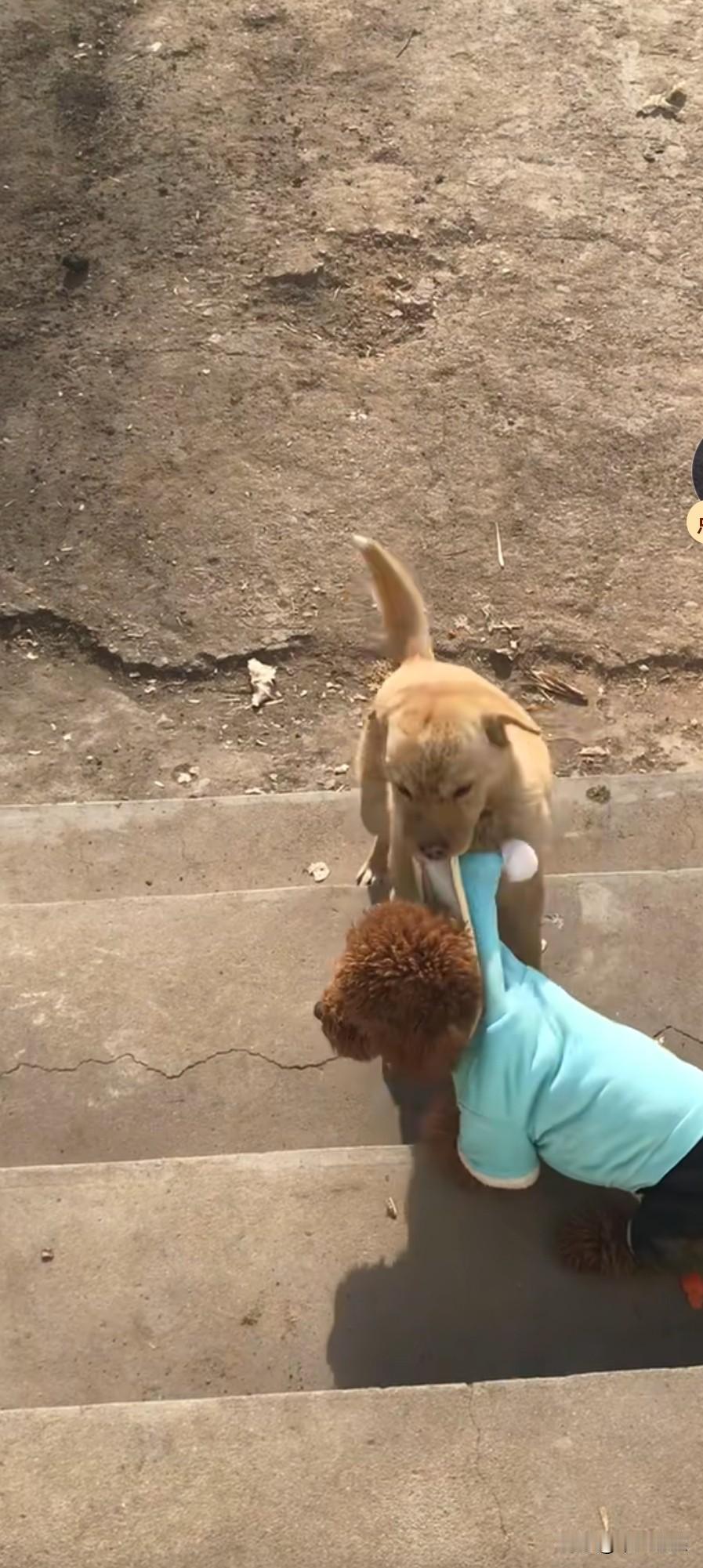 泰迪在家常常狂妄自大，觉得自己是老大，无人能敌。这次主人带它回老家，遇到一只田园