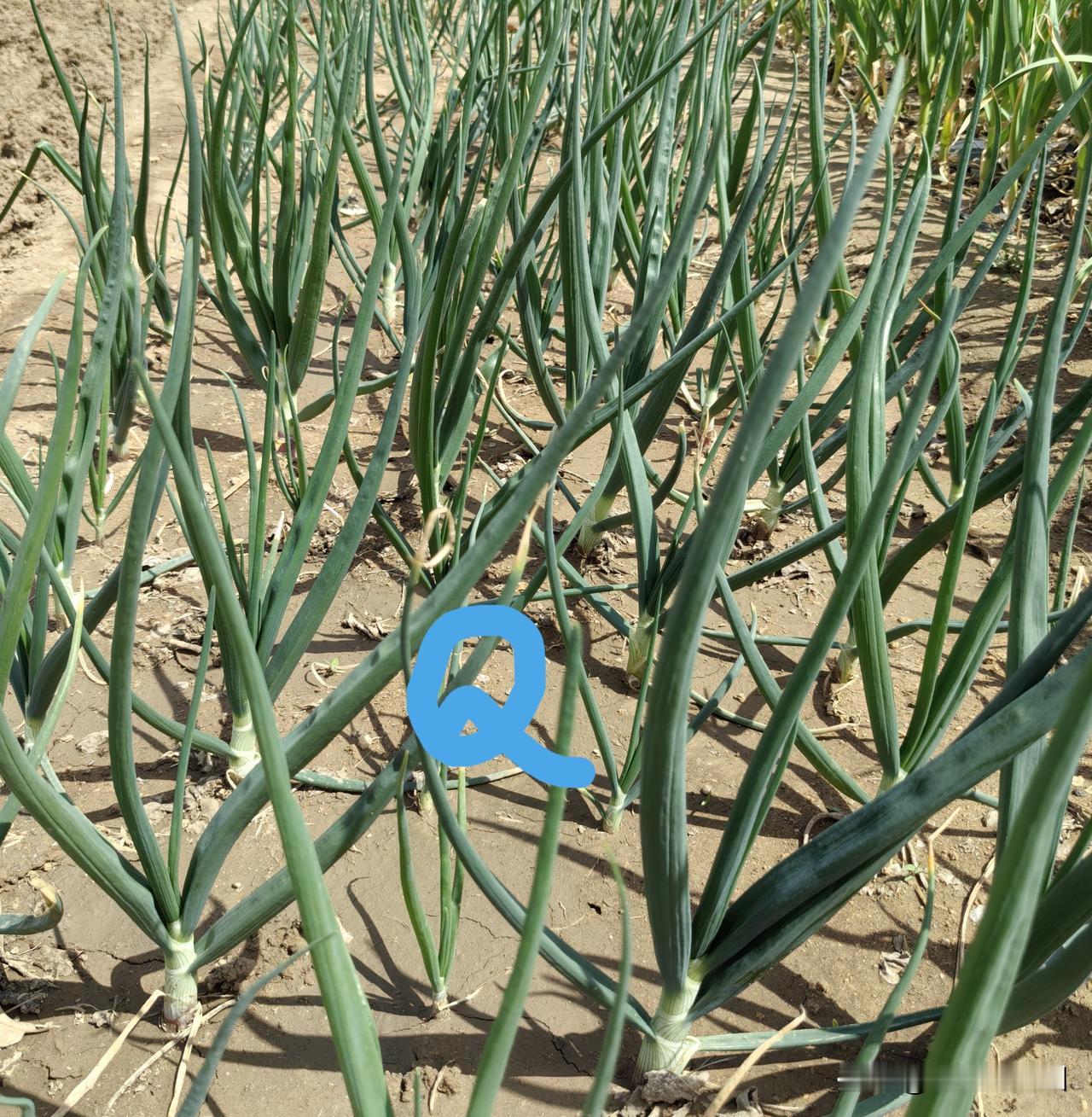 黄淮流域大片地区，育苗洋葱移栽，有两个最好时间段：一是霜降到立冬两个节气之间