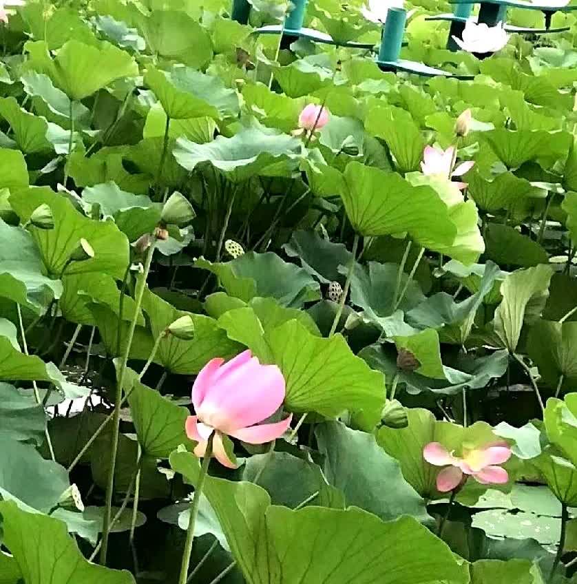 考驾照真的难吗？我学驾照是因为老婆学了，我就不想学了，结果，她不敢开，我