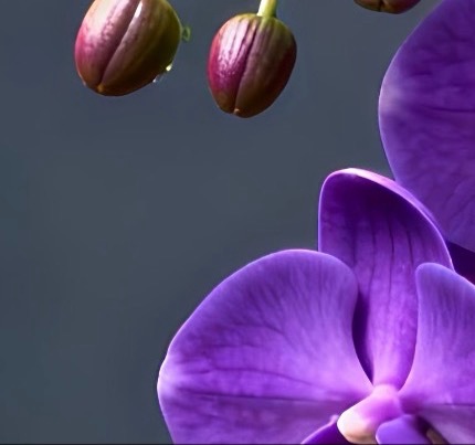 每日一善💜月尹星邱兔种植笔记｜蝴蝶兰0000蝴蝶兰花姿轻盈优雅，花朵沿着花梗