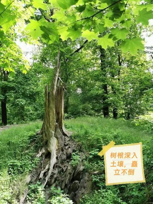 以下12条症状，如果出现5条以上，说明自己可能老了：1、生活中，越来越离不开老