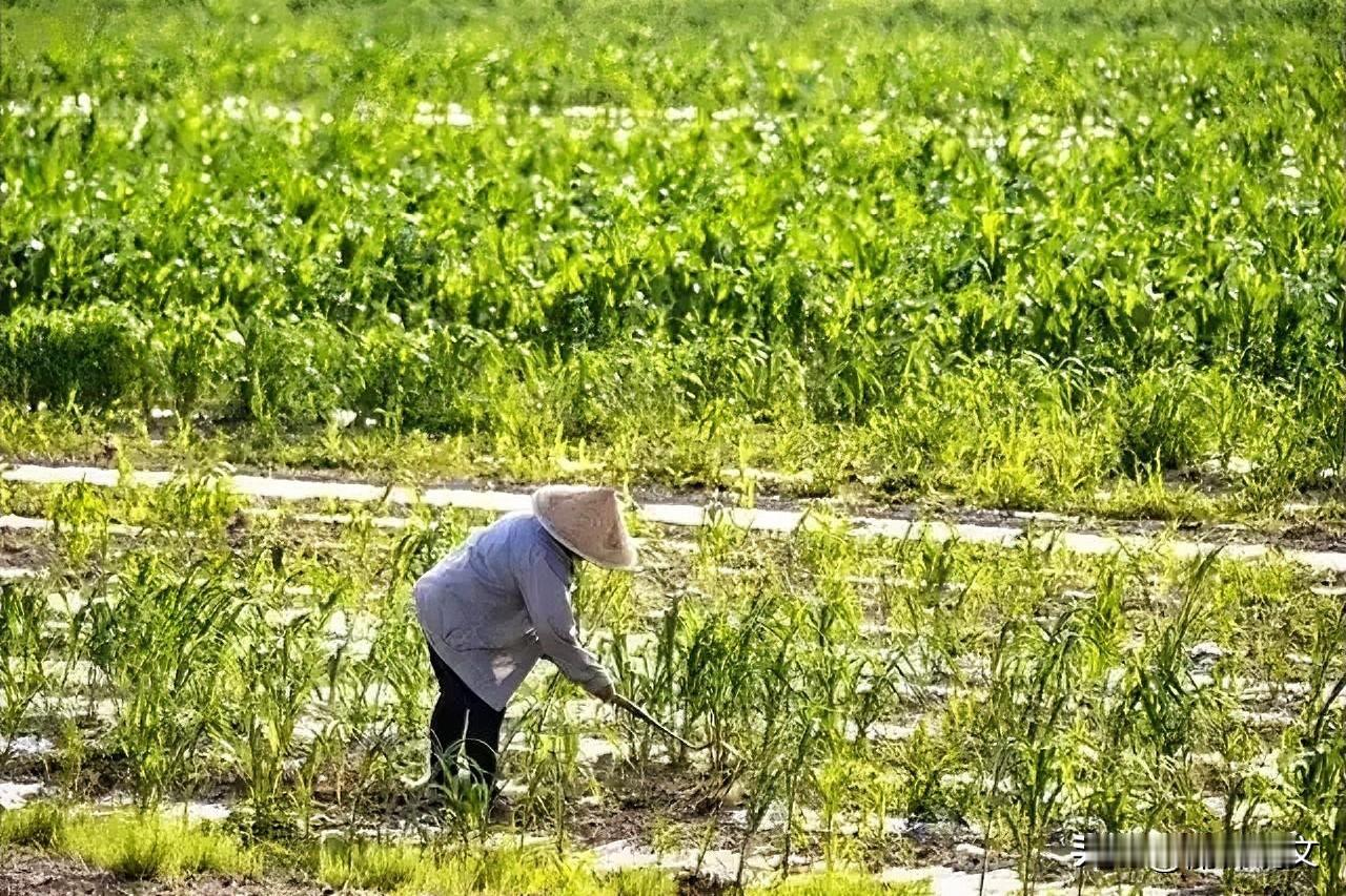 为啥农村年轻人很少种地？现实很无奈，却也很真实细心留意农村就会发现，如今