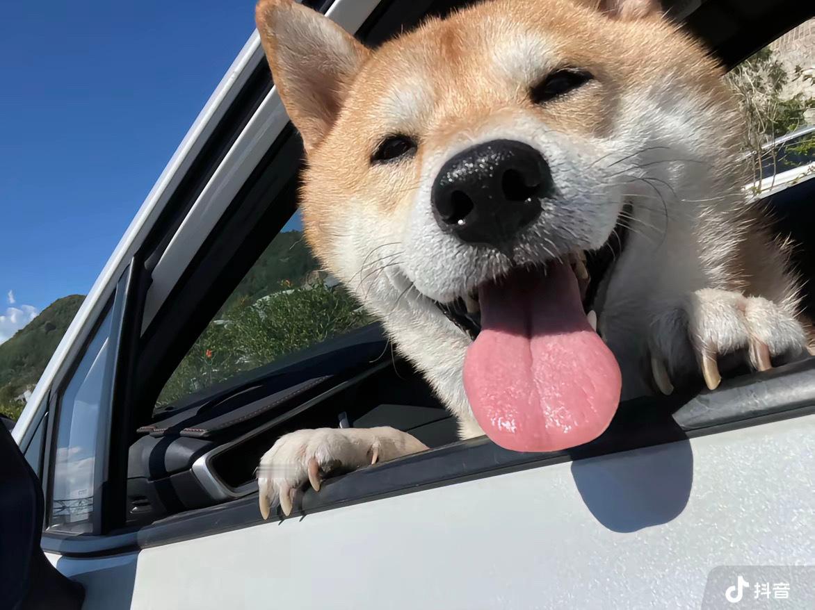 人类上班快乐！狗狗我继续兜风🌬️​​​