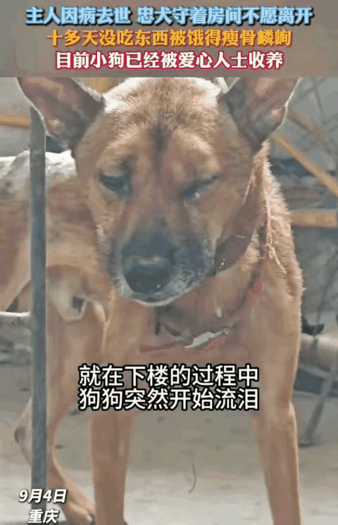 狗狗守着空房间十多天不吃不喝，它的眼泪藏着比人还深的爱见过人