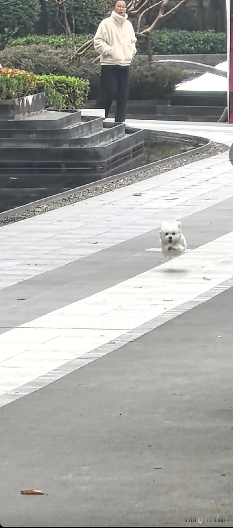 当你养的小狗在老远之外便朝你飞奔而来，你内心会作何感想？我家养的小狗养狗人的快