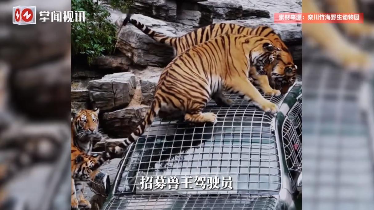 “这和捡钱有什么区别!”10月22日,河南洛阳,一景区里招聘“老司机”进老虎区域