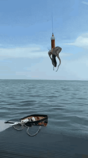 鱿鱼：这帮人真的是会吃啊。