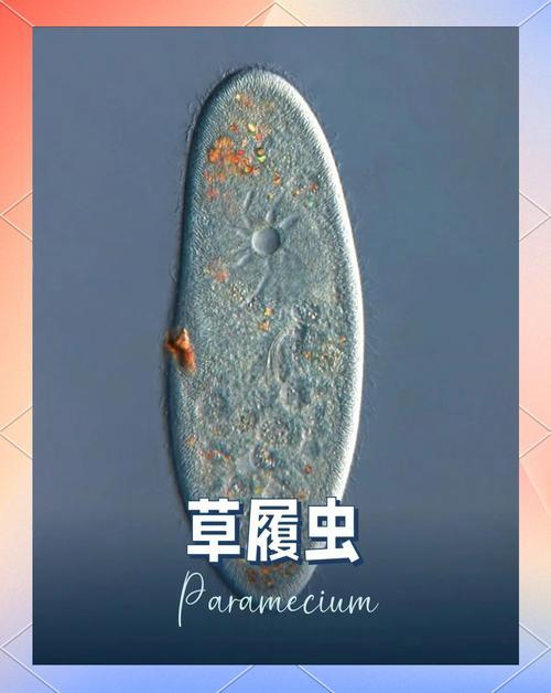 吃肉不是从吃草中分化出来的吃肉的就是吃肉的，祖上就是吃肉的◆吃肉的优良传统从