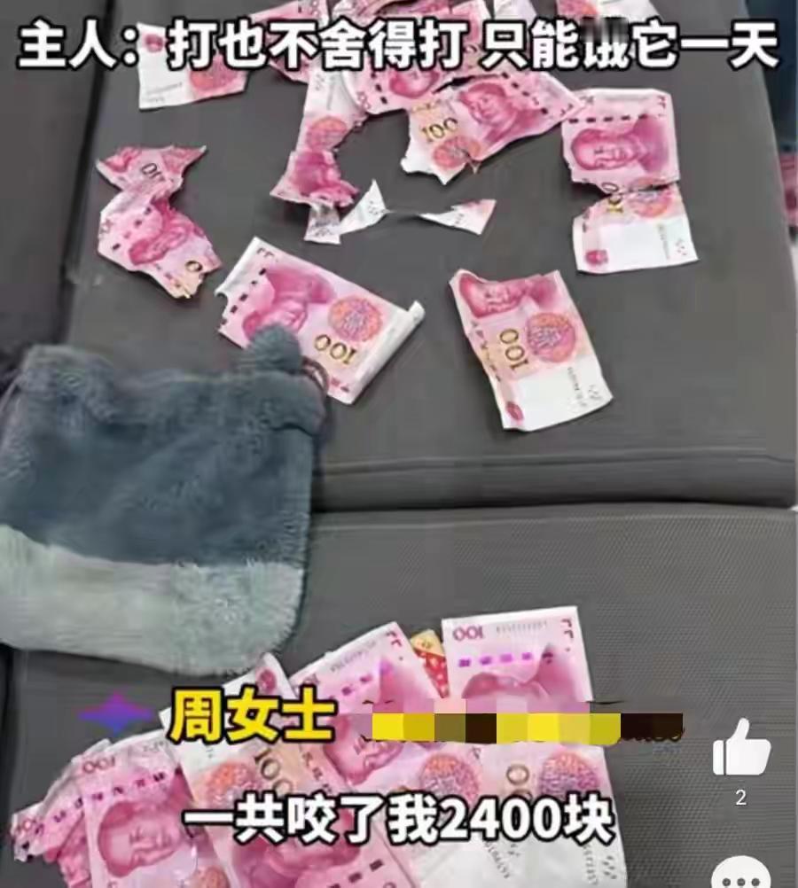 女子2400元现金被狗咬成碎片，背后到底隐藏着怎样的故事？这起看似荒诞的事件，瞬