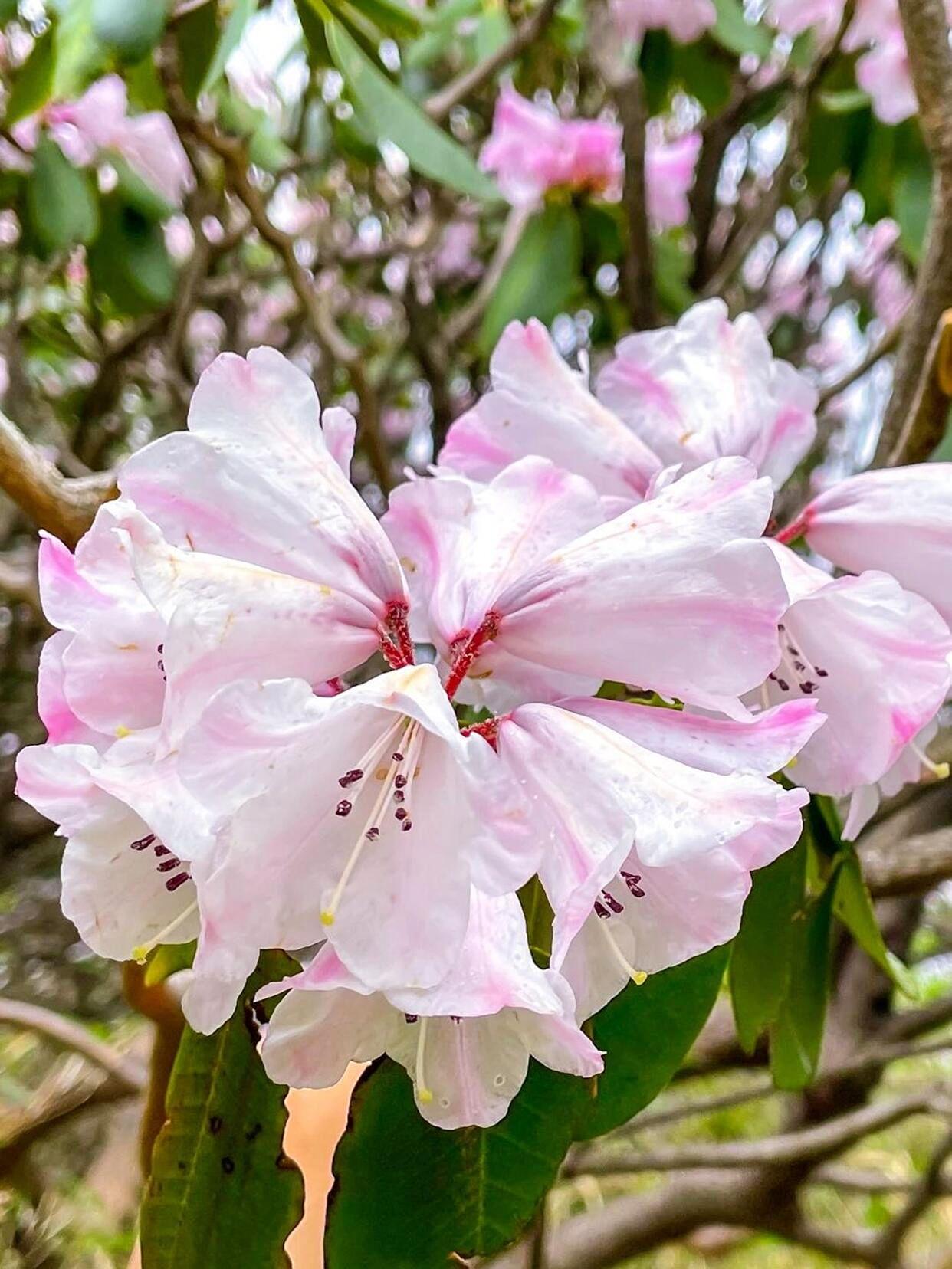 🌸行程亮点：1️⃣云巅花海·杜鹃怒放海拔1500米以上的秦岭之巅，成片高