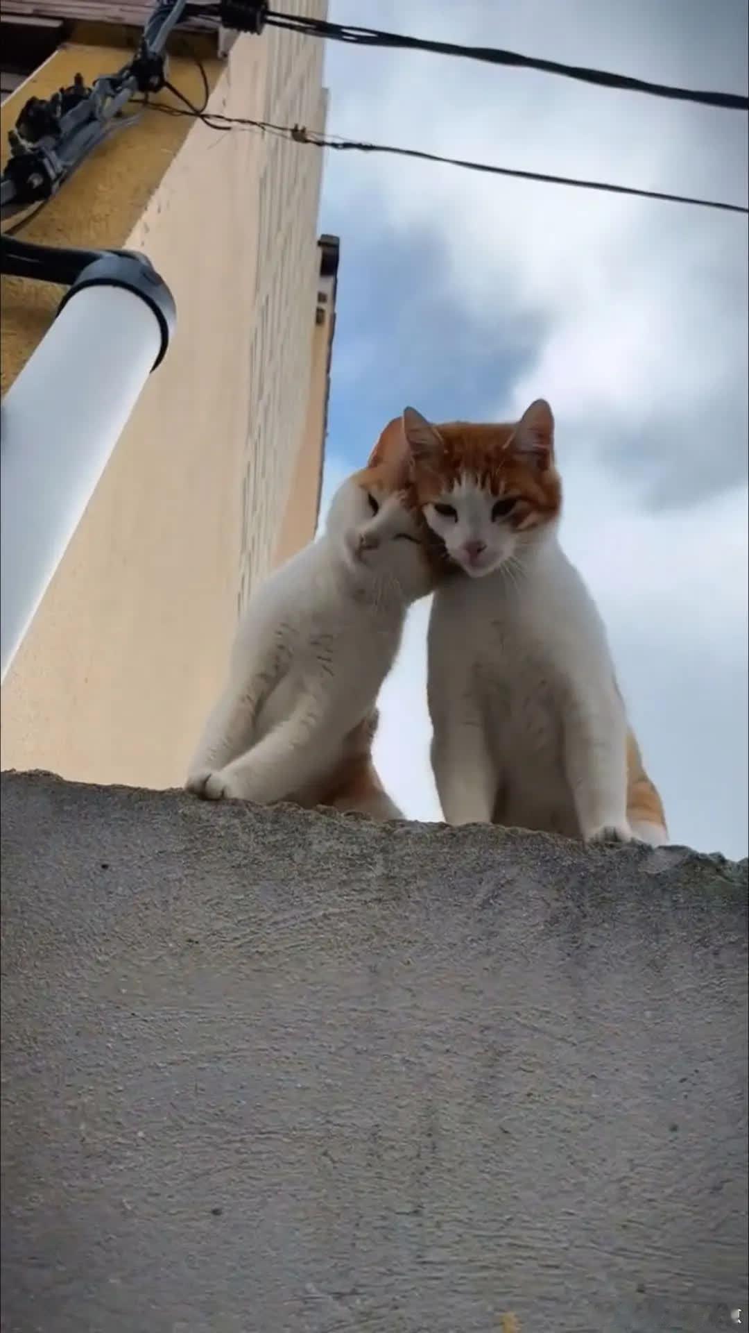 一直陪着我吧我需要你萌宠宠物