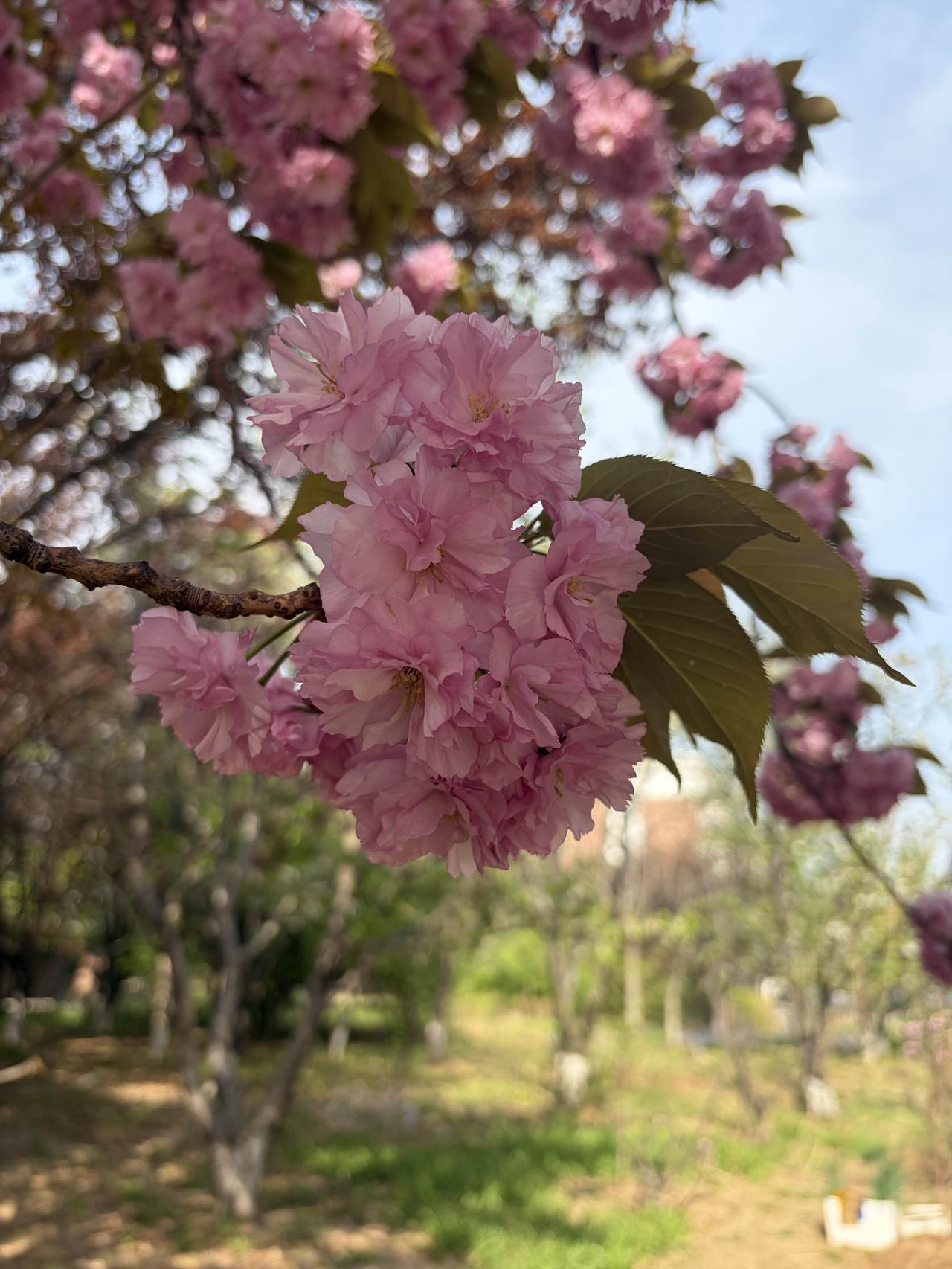 春色已深百花香，人生在世品炎凉。唯有自己知冷暖，无缘无故不悲伤。