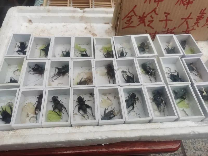 裤裆藏2斤活虫闯关！深圳海关查获惊人走私案昨天深圳海关上演