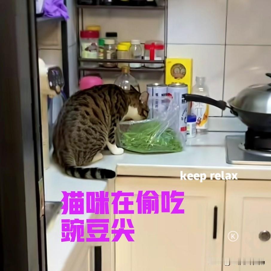 今天看到小区外面，有位老婆婆在卖豌豆尖。据老婆婆介绍，这些豌豆尖都是早上才摘的，