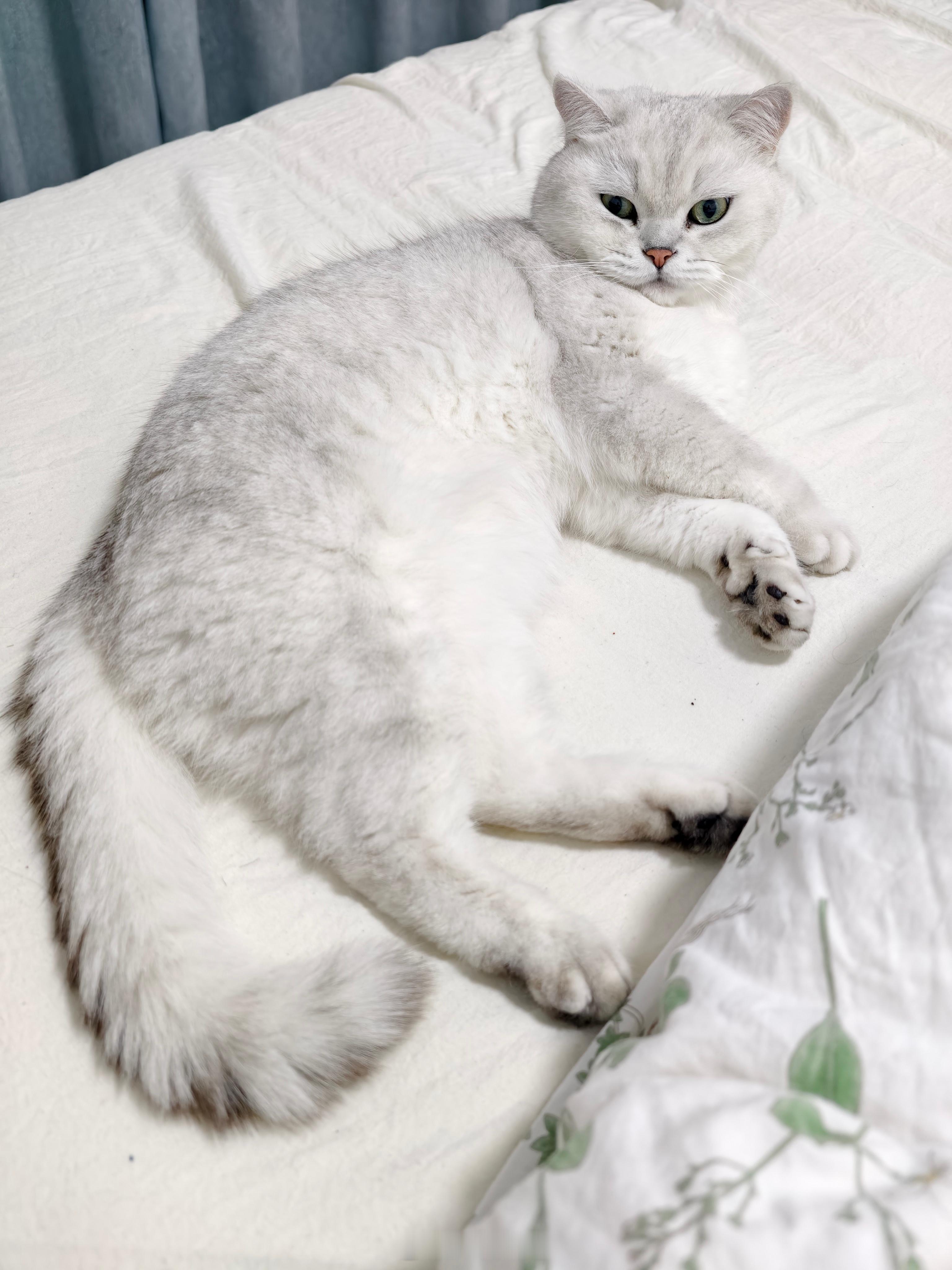 过年带猫咪回家了，可是它居然睡我的床，夜晚过来踩我