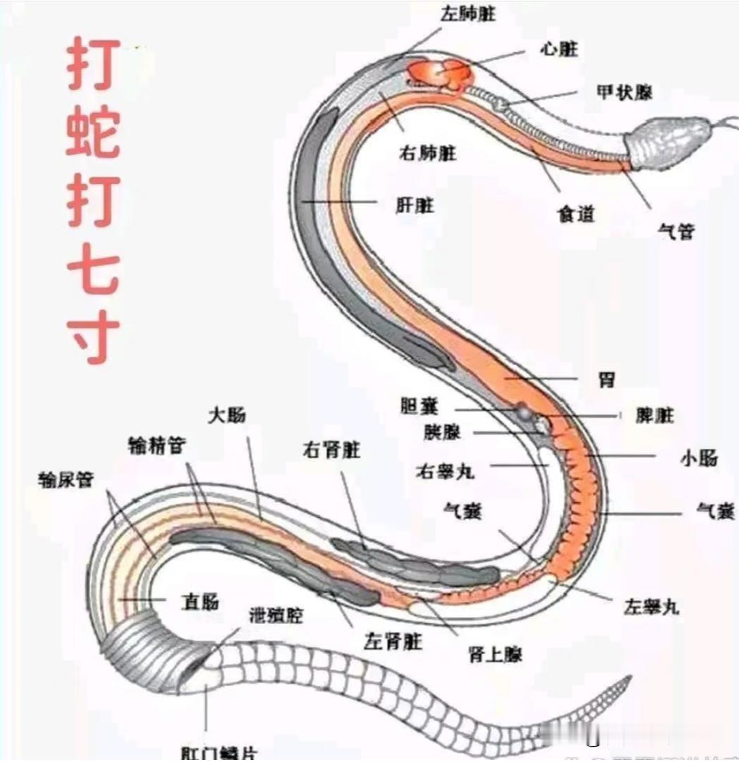 终于知道打蛇打7寸，这个7寸在蛇的什么位置了？遇到蛇一、核心信息1.打蛇