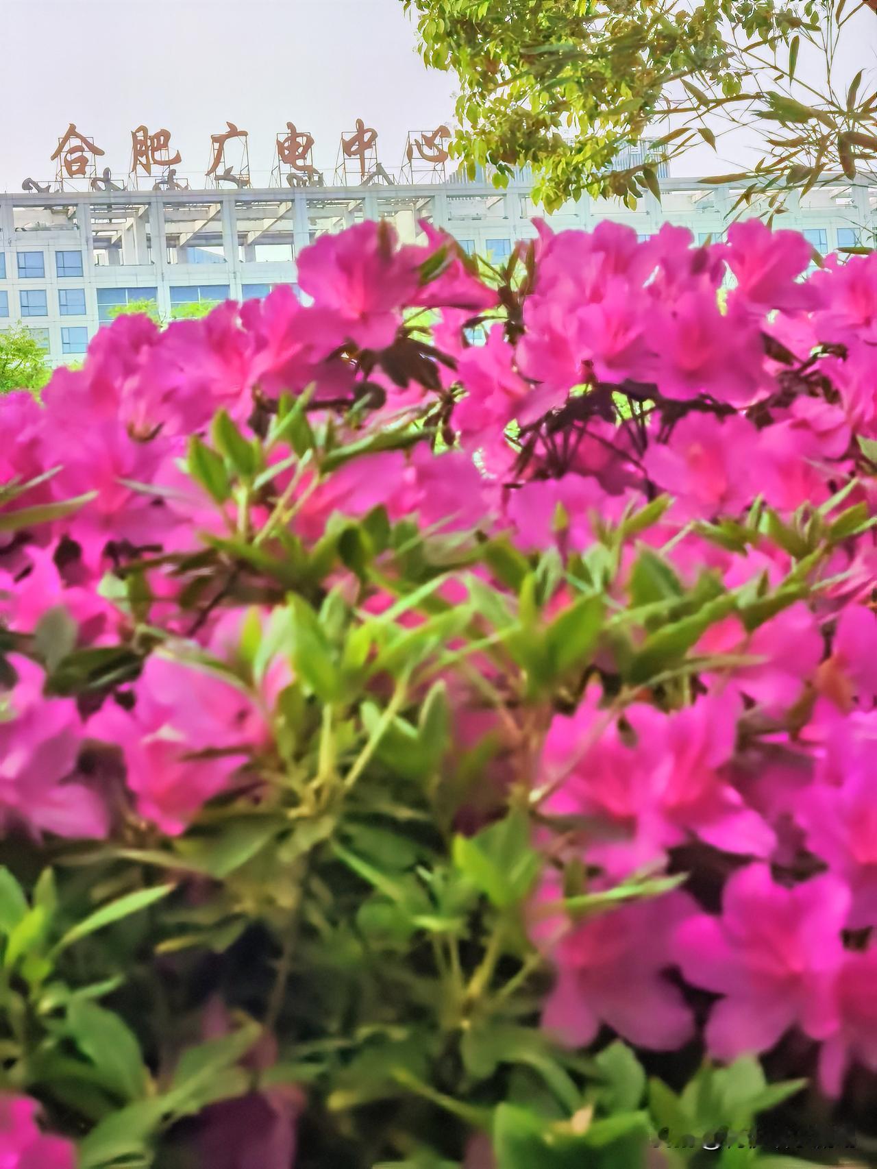 家人们，给你们分享一张我在合肥天鹅湖周边随手拍的照片。照片里，天鹅湖的湖水在阳光