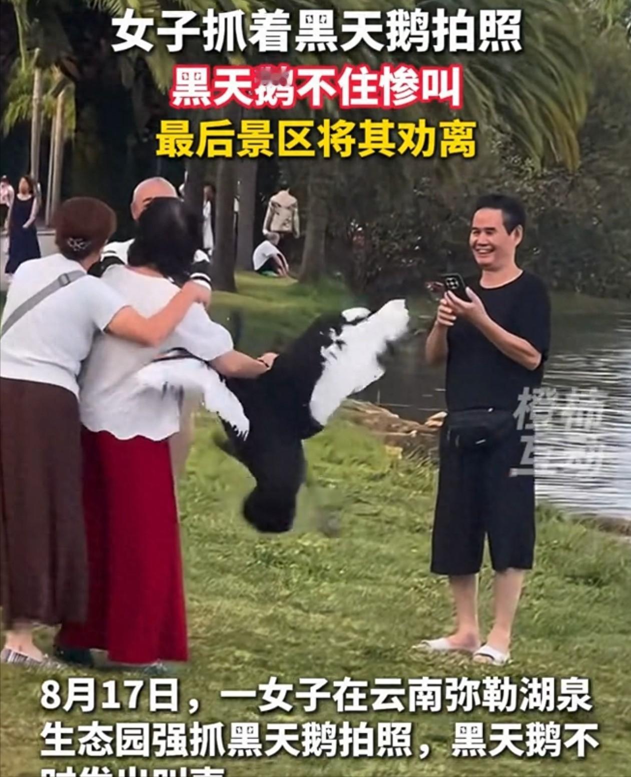 女子抓黑天鹅强行拍照后续！天鹅拼命挣扎惨叫，景区处理结果出炉八月的云南弥勒