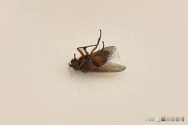 为什么死掉的昆虫，都是肚子朝天？生活里一个超有意思的现象：地上死去的蟑螂、