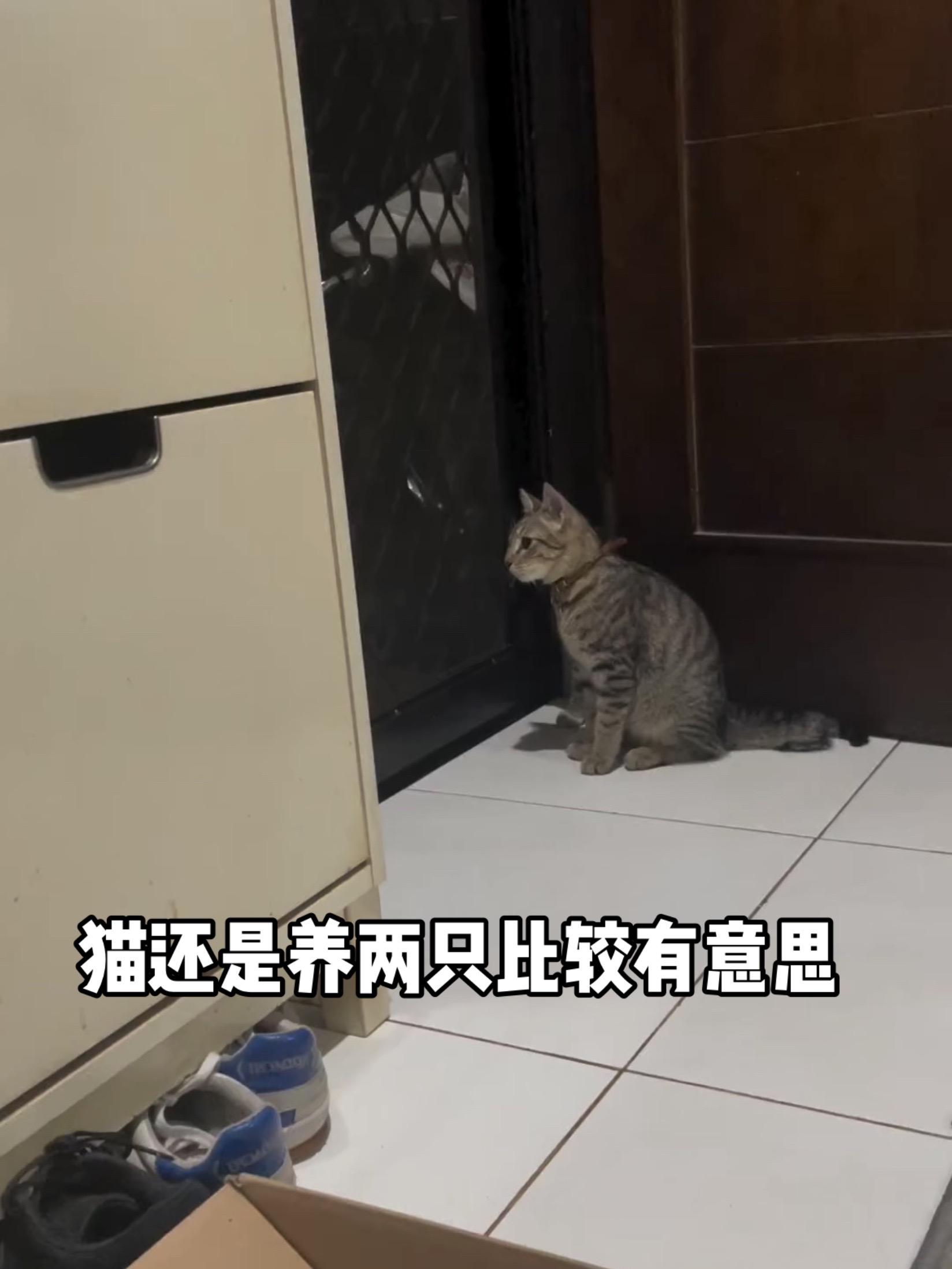 猫还是养两只比较有意思