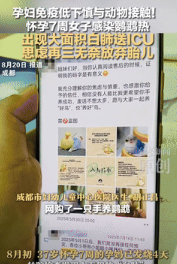代价太大了！四川成都，一孕妇网购了一只鹦鹉，想着平时能解解闷，不料，在照顾了鹦鹉