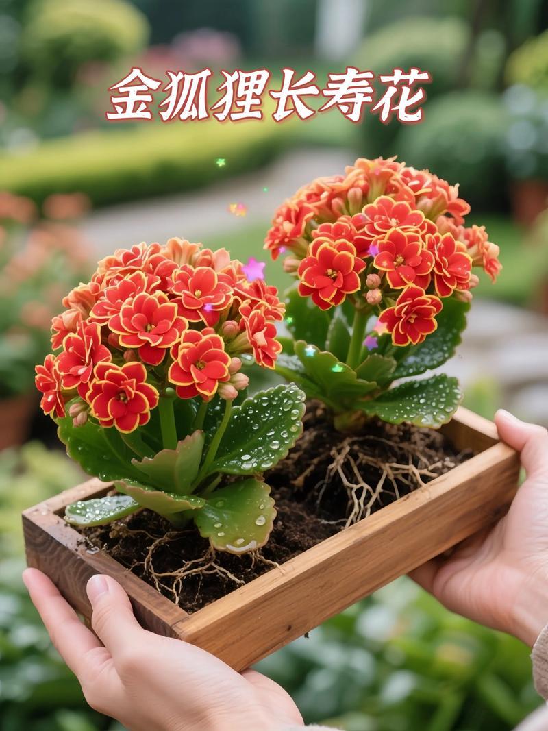 三种易养的花长春花堪称新手王者，温度超15℃全年开花，即便周口4