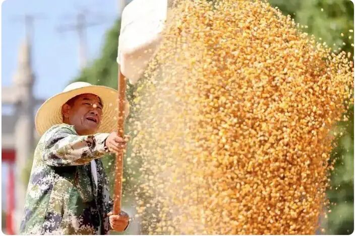 五级书记抓乡村振兴：为何成为关键？