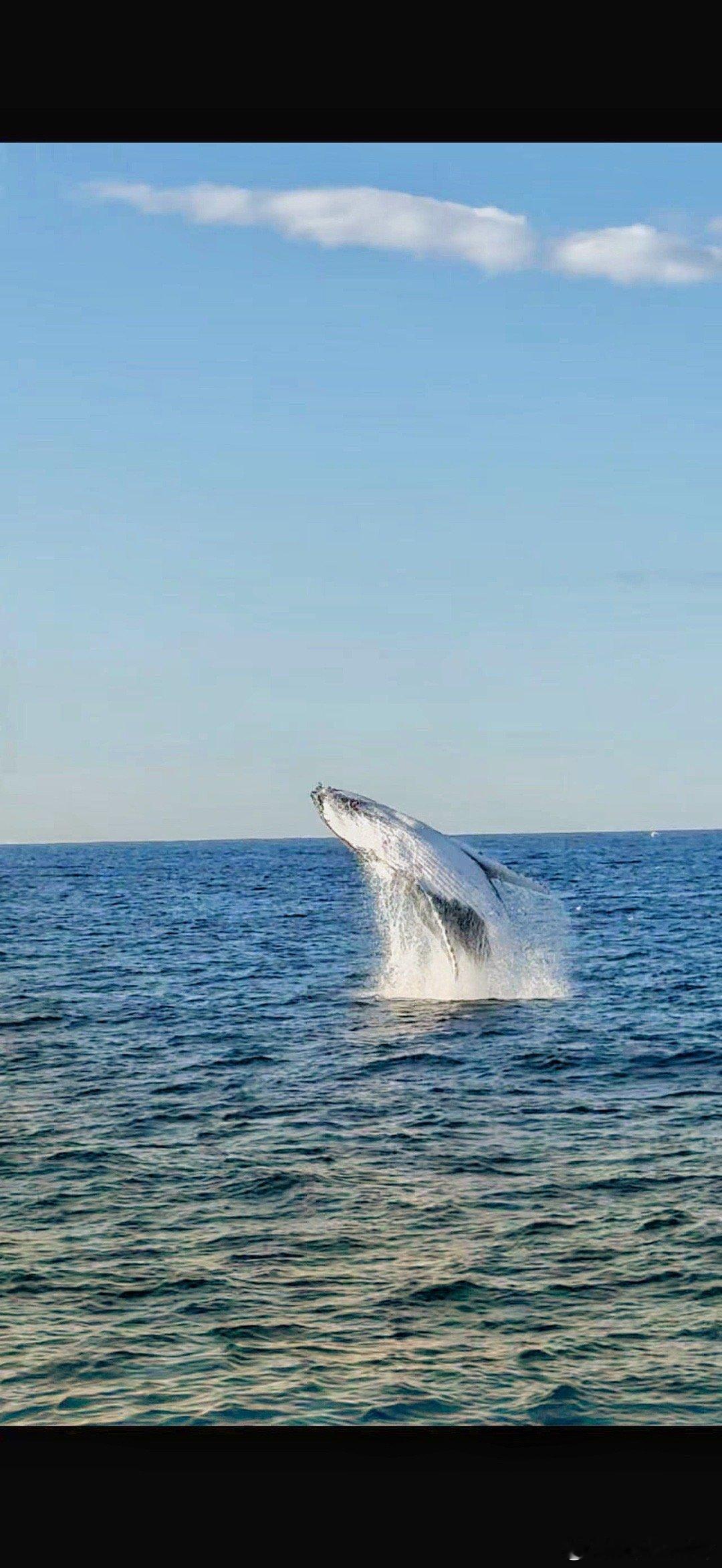 冬天的塔斯马尼亚🌊​​​