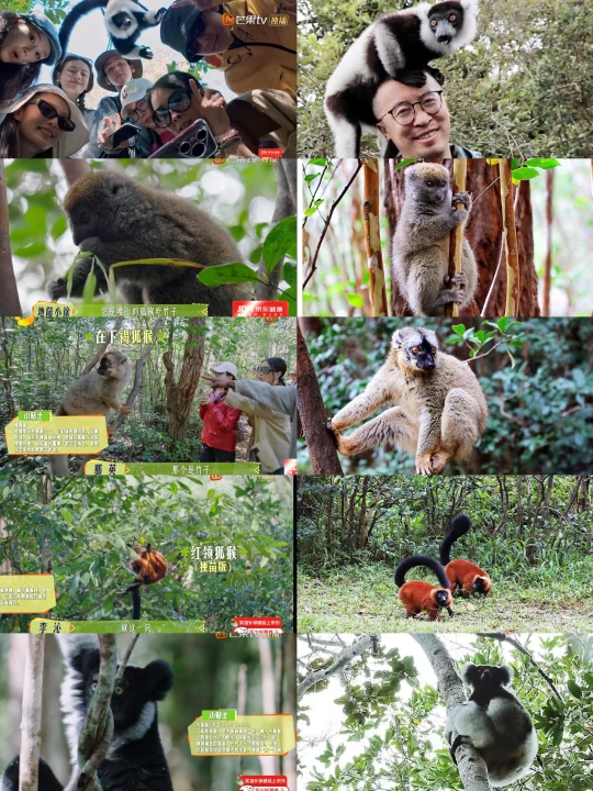 花少7中出现的狐猴，“恶习不改”啊