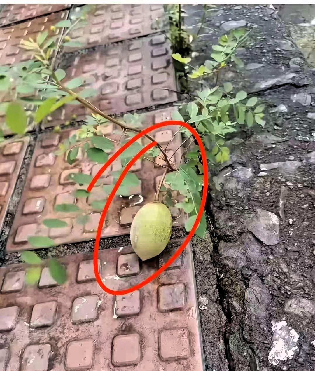 湖南，一大爷饭后出门散步，路过街边步道的时候，无意间在地砖缝隙里看见一株野树，走