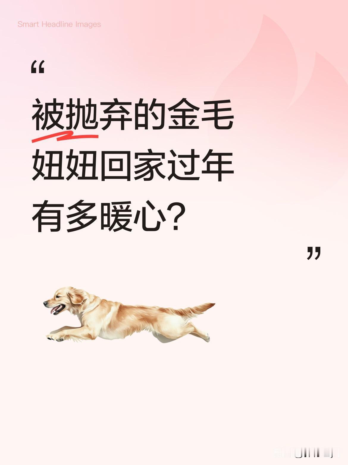 被抛弃的金毛妞妞回家过年有多暖心？经过治疗的妞妞终于出院，救助人为它准备了小床