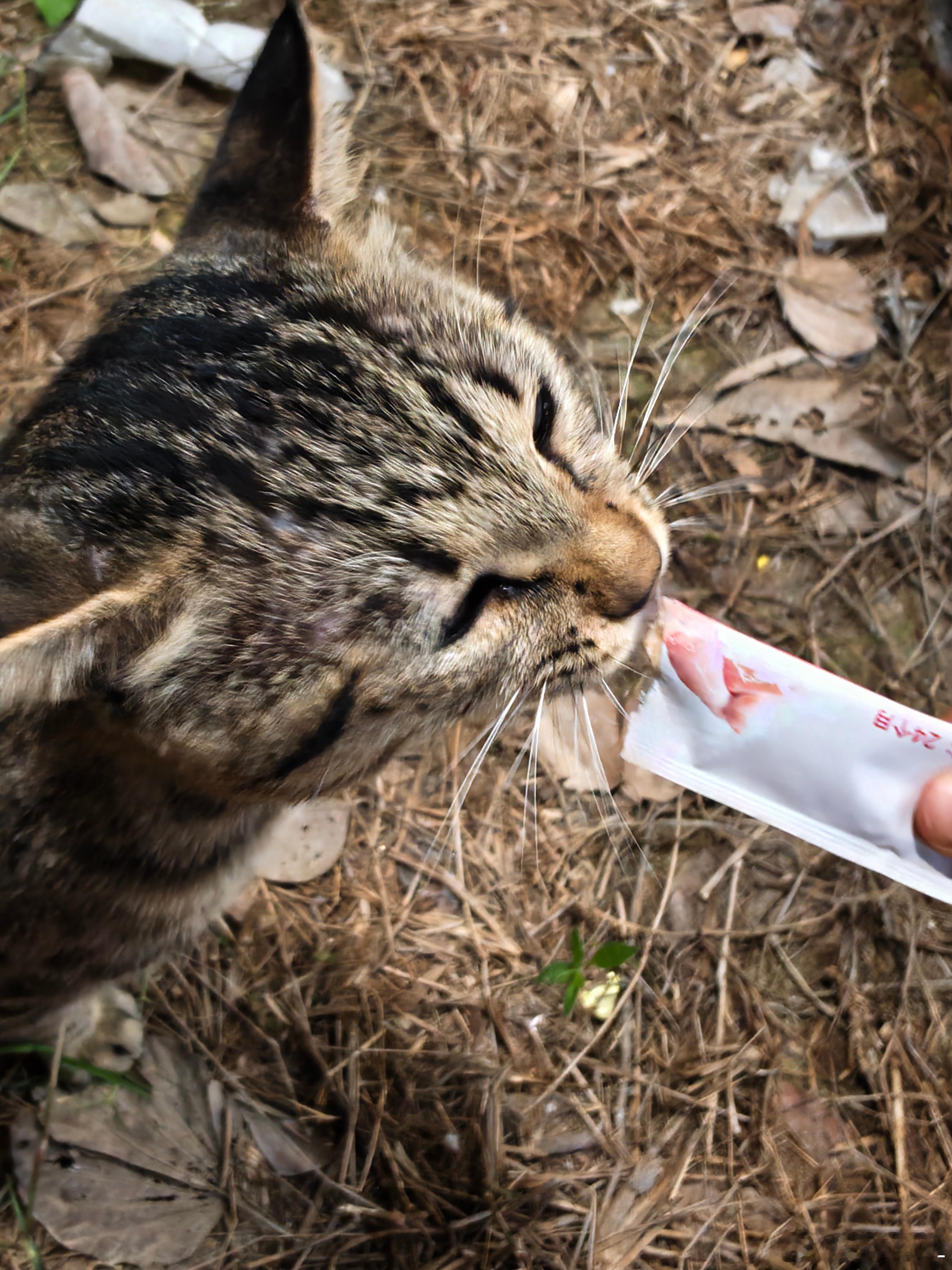 大半夜那只流浪猫又来串门了。喂了猫粮和猫条，可乖可淡定了。以后估计每天都来吃饭了