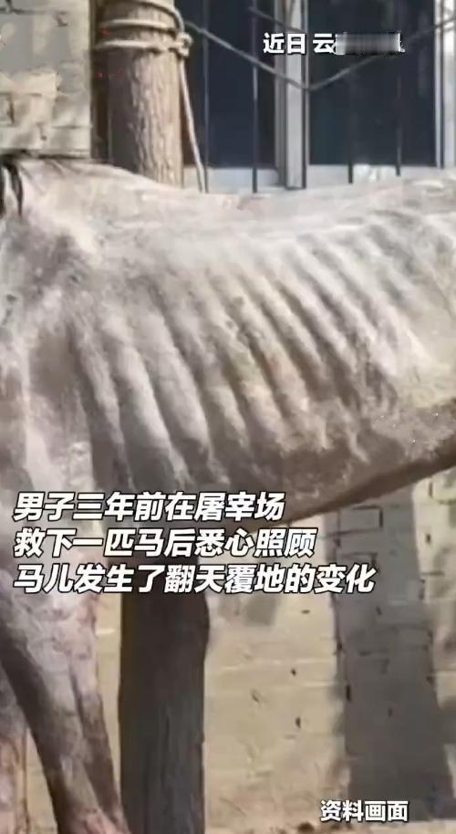 奇迹！屠宰场救下的病马，如今帅炸了云南昆明这匹白马的故事，看一次暖一次！三
