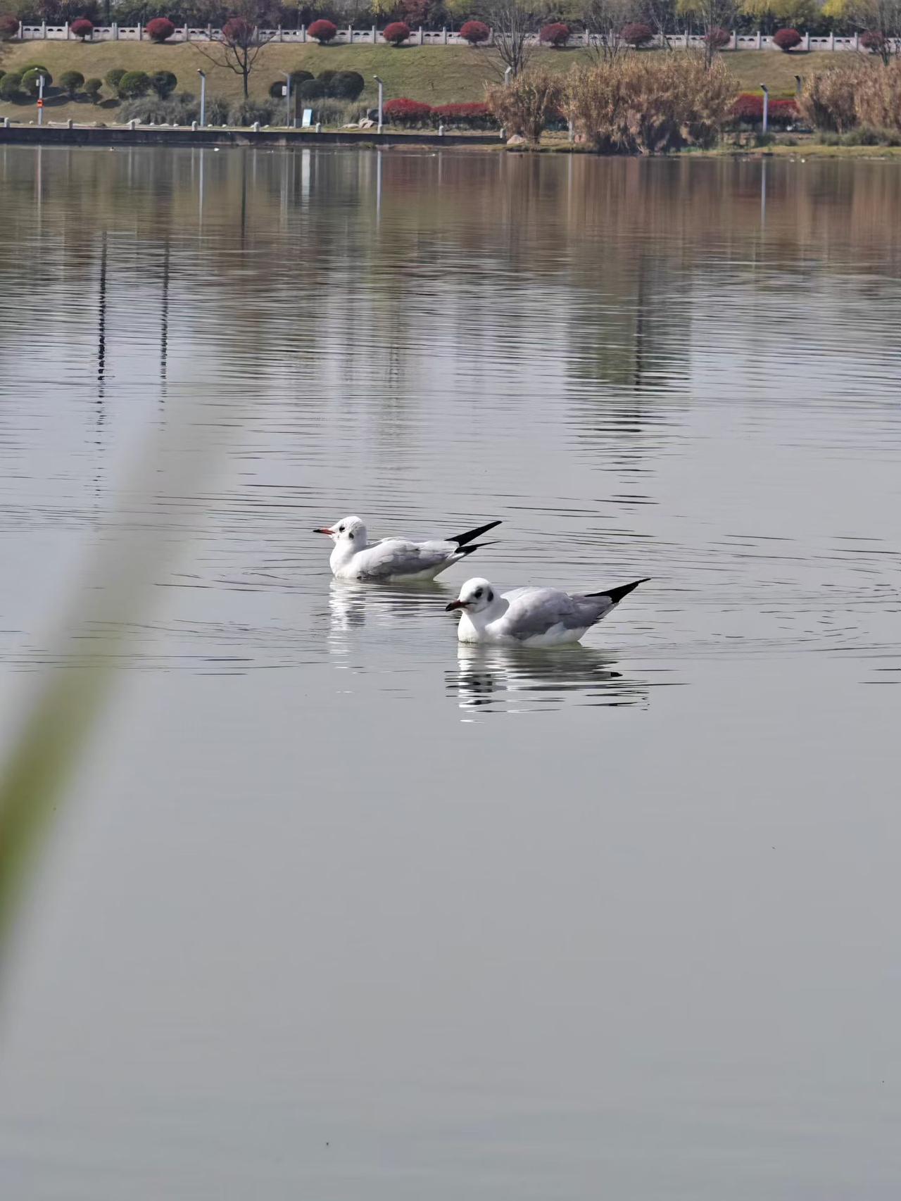 我今天听到了一个很震惊的消息：我隔壁邻居彭姐姐得癌症走了。彭姐比我妈妈要小十